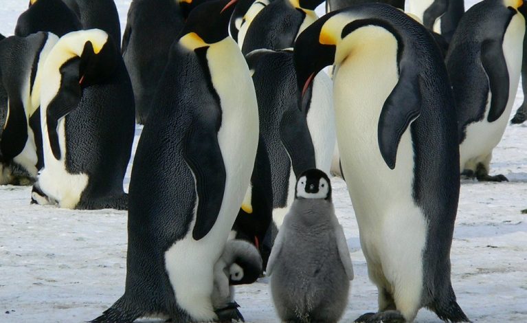 Dziś Światowy Dzień Wiedzy o Pingwinach!