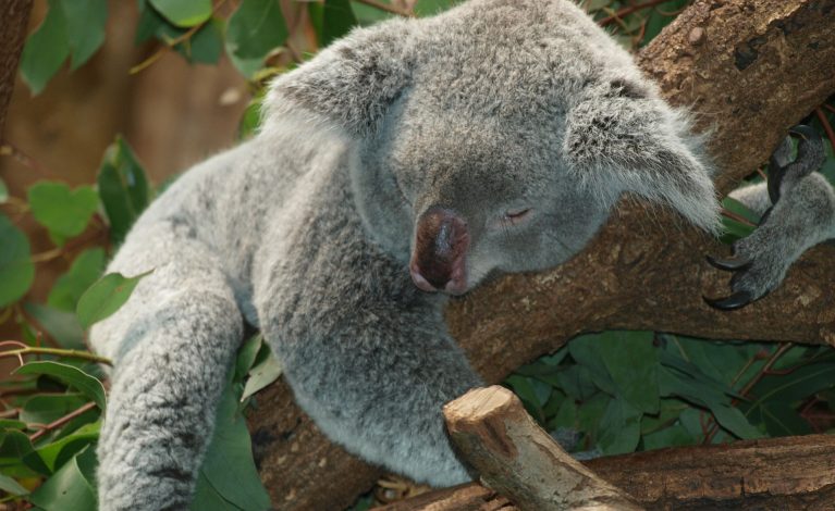 Miliony na ratowanie koali