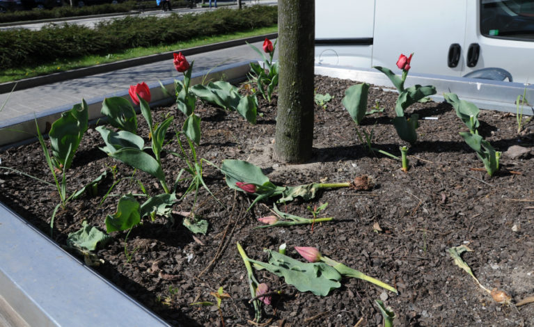 Ktoś ukradł… miejskie tulipany!