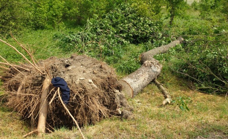 Podtopienia i połamane drzewa – to efekt groźnych burz w naszym powiecie