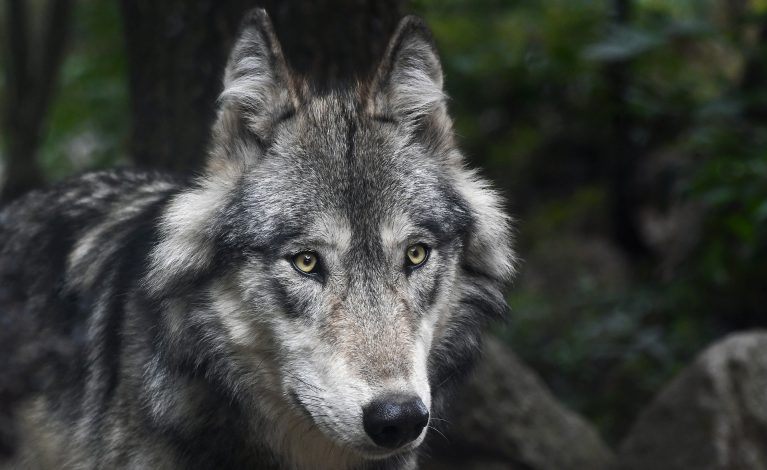 Myśliwy zastrzelił wilka w lesie pod Koszęcinem