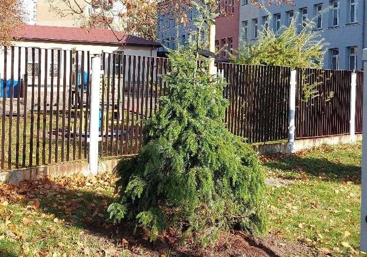 W Częstochowie posadzono nowe drzewka