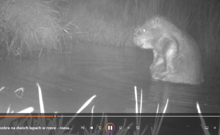 Kąpiel bobra na dwóch łapach w rzece – niesamowite nagranie (Leśny Kawaler)