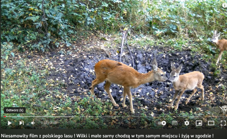 Małe sarny i wilki w tym samym miejscu! Kolejne niezwykłe nagranie z lasu od Leśnego Kawalera