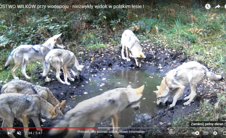 Rodzina wilków przy wodopoju. Wyjątkowe nagranie z lasu pod Częstochową od Leśnego Kawalera