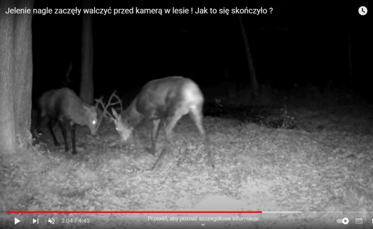 Walka jeleni w lesie pod Częstochową. Jak to się skończyło? Nagranie od Leśnego Kawalera