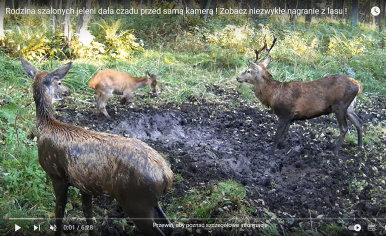 Tak radośnie bawi się rodzina jeleni w jednym z lasów pod Częstochową!