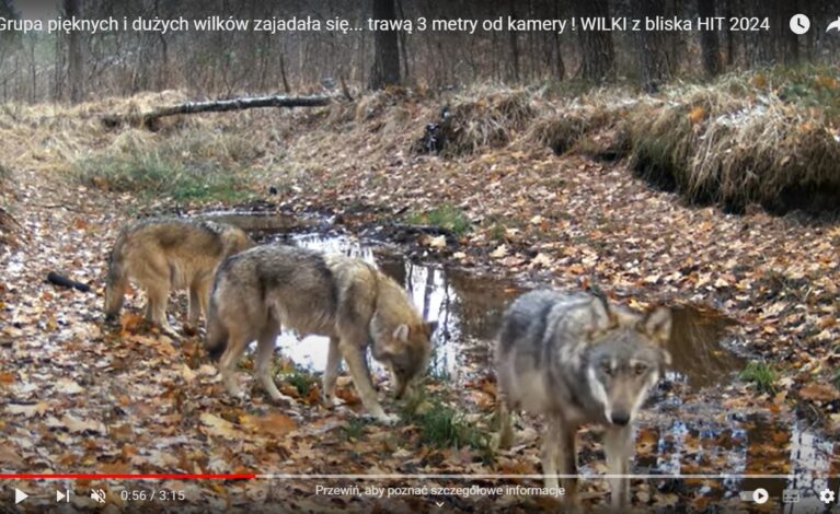 Grupa wilków w jednym z podczęstochowskich lasów. Wyjątkowe nagranie od Leśnego Kawalera