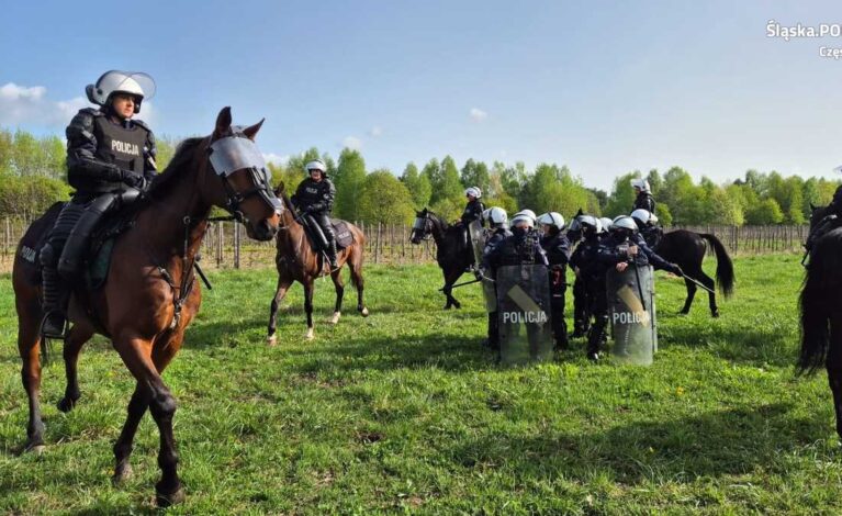 KMP w Częstochowie: Policyjne konie już gotowe do służby!