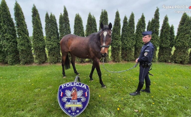 Po 15 latach służby na emeryturę odszedł policyjny koń Hamish
